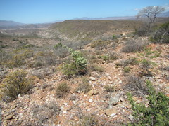 Asparagus mucronatus