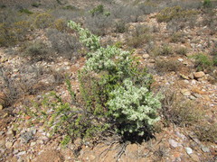 Asparagus mucronatus