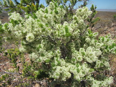 Asparagus mucronatus