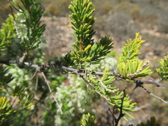 Asparagus mucronatus