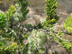 Asparagus mucronatus