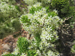 Asparagus mucronatus