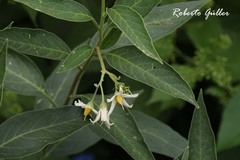 Solanum stuckertii