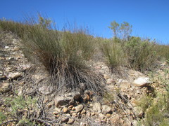 Rhodocoma arida