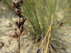 Rhodocoma arida