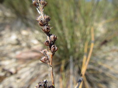 Rhodocoma arida