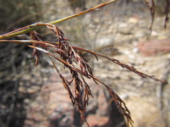 Rhodocoma arida