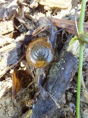 Macrochlamys nitidissima