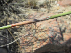Rhodocoma arida