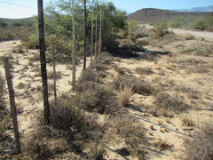 Pteronia oblanceolata