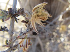 Pteronia oblanceolata