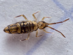 Entomobrya intermedia