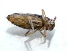 Entomobrya intermedia