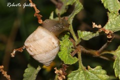 Plagiodontes
