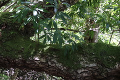 Platylophus trifoliatus