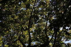 Platylophus trifoliatus