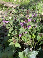 Lamium maculatum