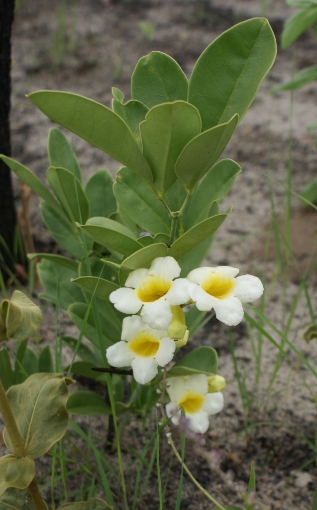Anemopaegma glaucum