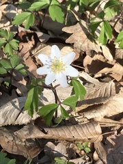 Anemonoides nemorosa