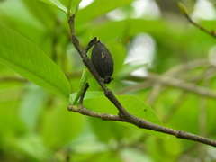 Gardenia resinifera
