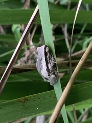 Litoria quiritatus