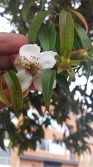 Calycolpus moritzianus