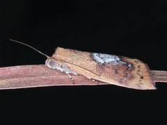 Detounda leptoplasta
