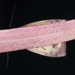 Detounda leptoplasta