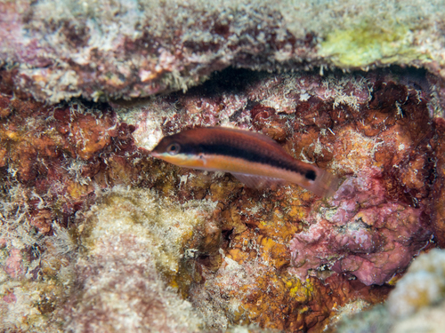 Saddle Wrasse