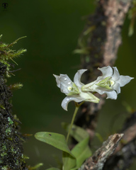 Dendrobium nanum