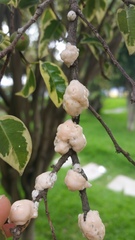 Ceroplastes cundinamarcensis