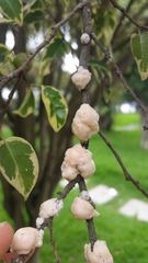 Ceroplastes cundinamarcensis