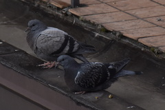 Columba livia domestica