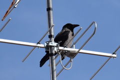 Corvus cornix