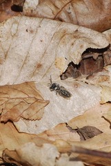 Andrena erigeniae