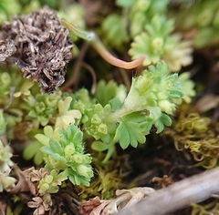 Alchemilla microcarpa