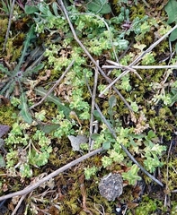 Alchemilla microcarpa