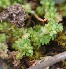 Alchemilla microcarpa