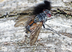 Heterometopia argentea