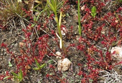 Crassula aquatica