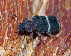 Parapylus bicinctus