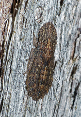Ledromorpha planirostris