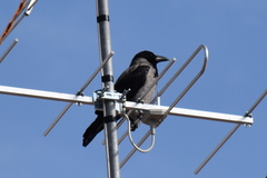 Corvus cornix