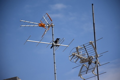 Corvus cornix
