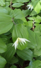 Disporum smilacinum