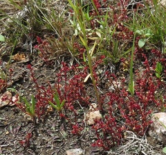 Crassula aquatica