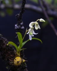 Dendrobium nanum