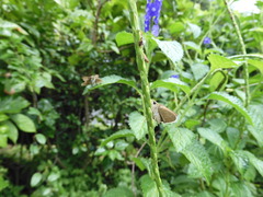 Pelopidas mathias mathias