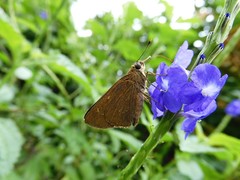 Pelopidas mathias mathias