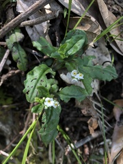 Trigonotis formosana